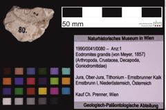 Foto (Objekt + Etiketten) von Eodromites grandis (von Meyer, 1857) (NHMW-GEO-1990-0041-0080)